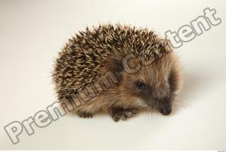 Hedgehog - Erinaceus europaeus  0022